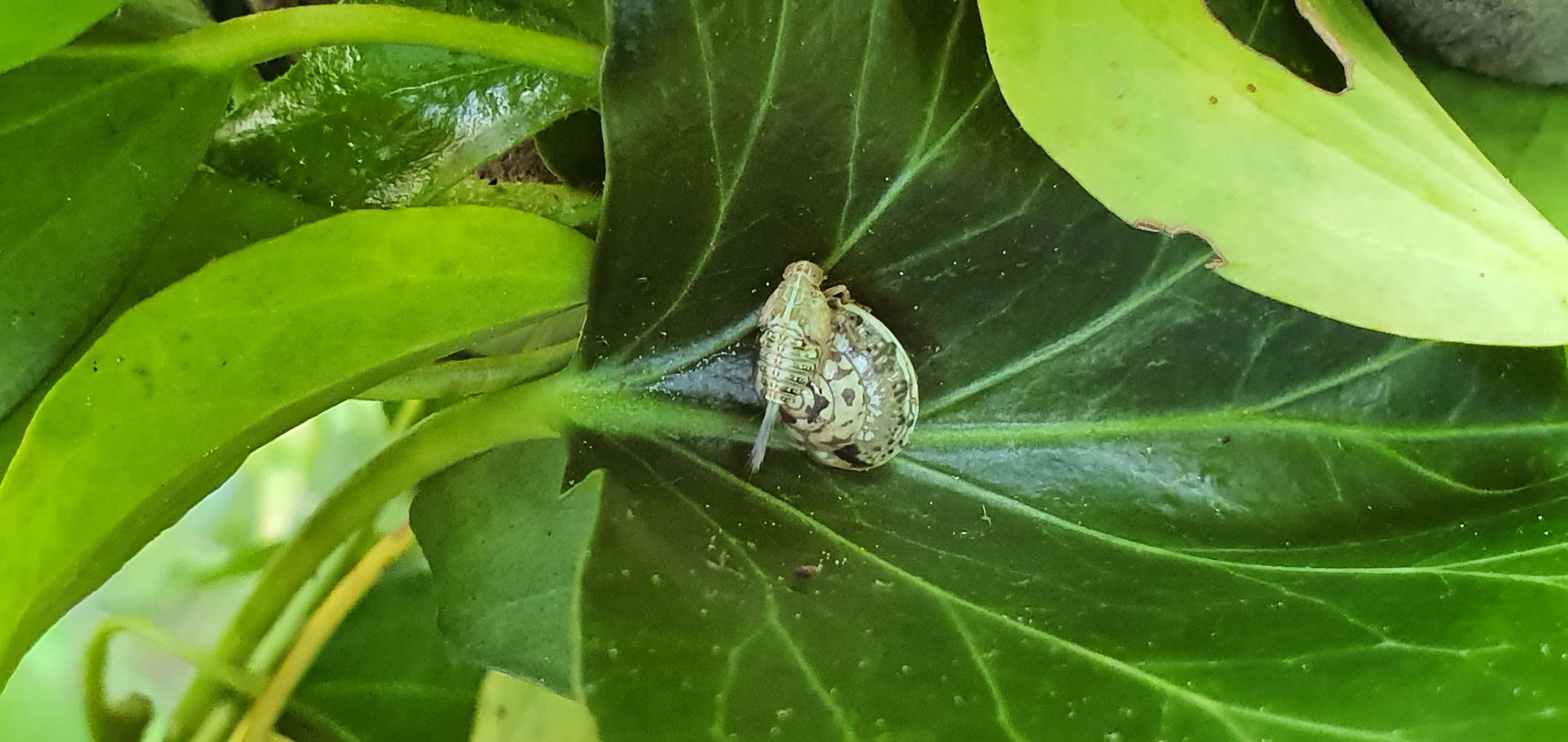 Floh Insekt Umweltfreundlicher Garten