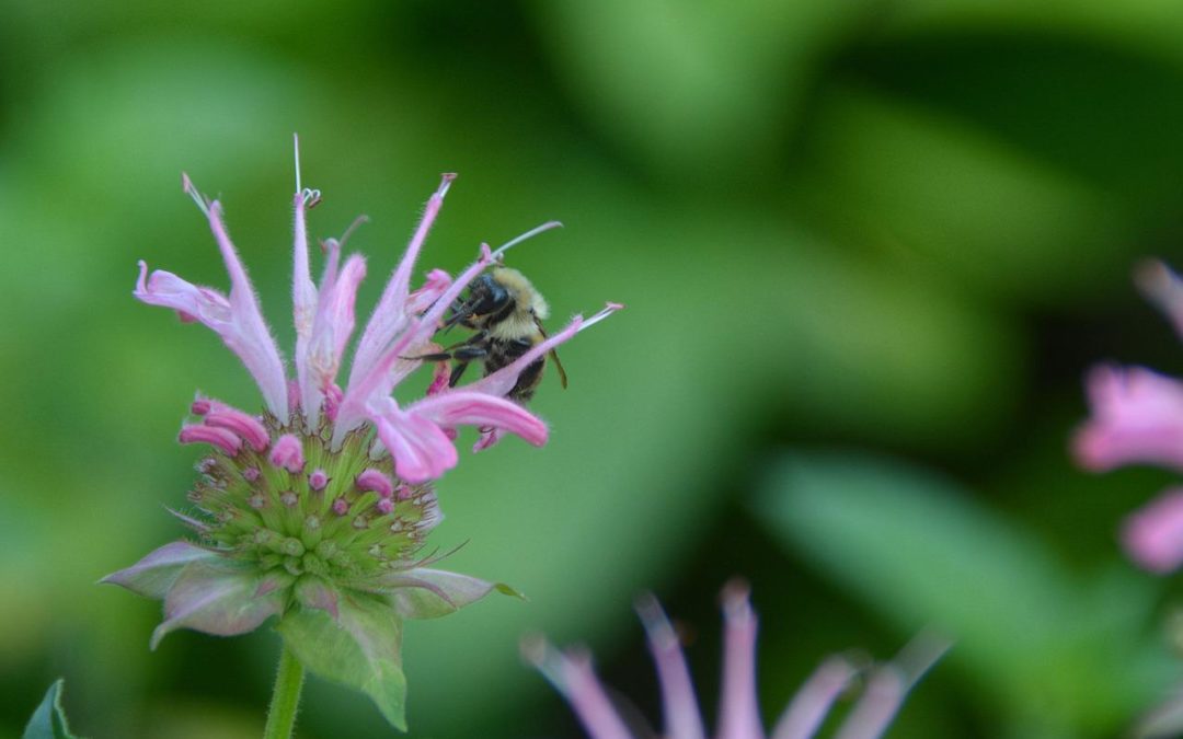 Wie gestalte ich meinen Garten umweltfreundlich: Tipps für einen insekten- und tierfreundlichen Garten
